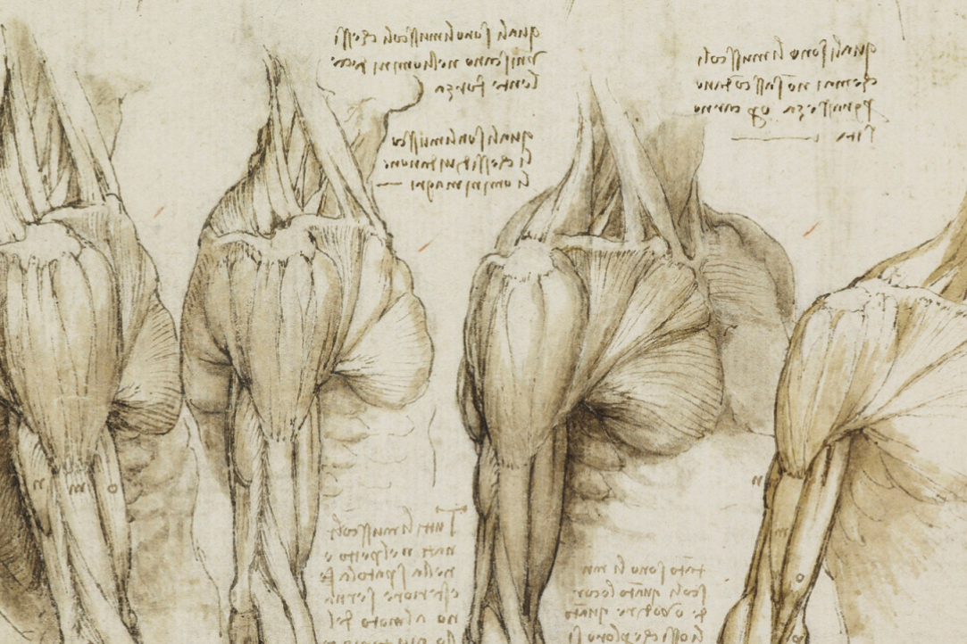 Illustration for news: Donor Muscle Training Before Transplantation Expedites Rehabilitation Process in Patients