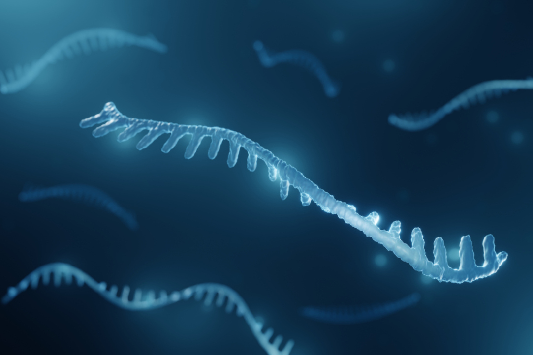 Illustration for news: Conserved microRNAs and Flipons Shape Gene Expression